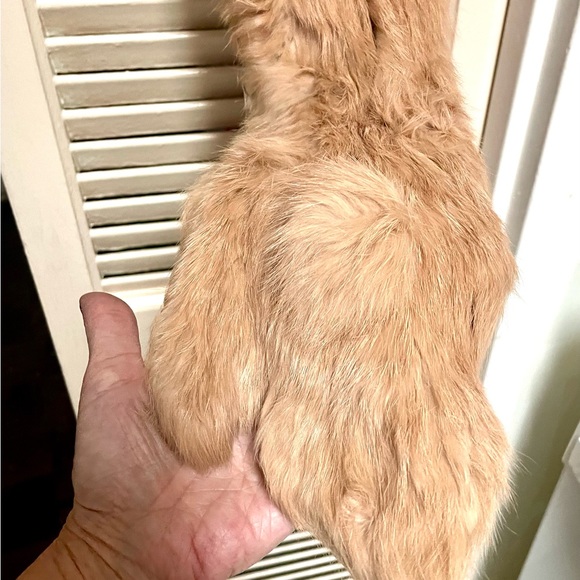 RABBIT SCARF AND MITTENS ATTACHED ITS A ONE TIME DESIGN STYLISH AND WARM 80”L - Picture 4 of 10